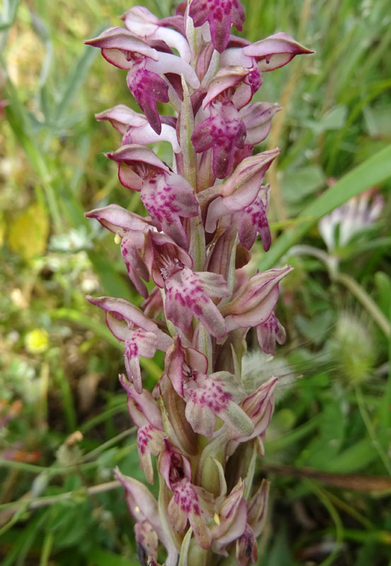 Anacamptis coriophora subsp. fragans..........Gargano